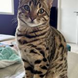 Picture of cat lost at Biot