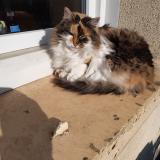 Picture of cat found at Osny