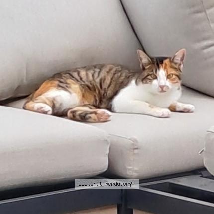 Foto van vermiste kat in Jurbise