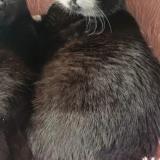 Picture of cat lost at Hermanville Sur Mer