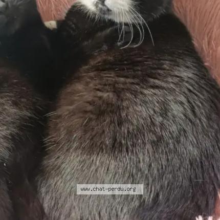 Photo 1/2 Mojito Chat lost in Hermanville sur mer