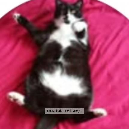 Photo 2/2 Mojito Chat lost in Hermanville sur mer