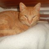 Picture of cat lost at Thoard