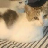 Picture of cat lost at Plouezec