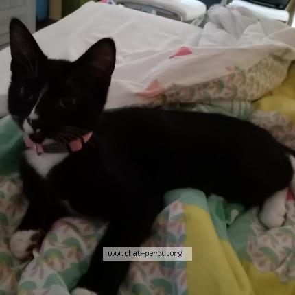 Foto 1/1 Kat teruggevonden Vermist in Pont A Celles