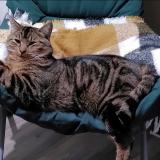 Picture of cat lost at Berjou