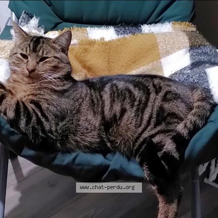 Photo 1/1 Nacci Chat lost in Berjou