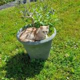 Picture of cat lost at Rochefort 17300