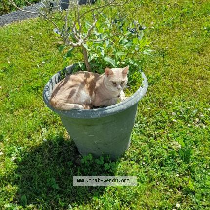 Photo 1/1 Uno Chat lost in Rochefort 17300