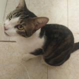 Picture of cat lost at Barrio Norte