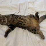 Picture of cat lost at Montmorency