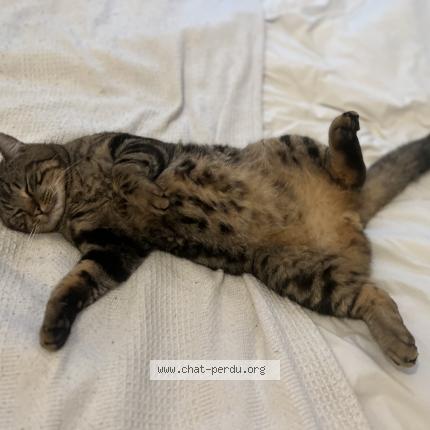 Photo 1/1 M. Lechat Chat lost in Montmorency