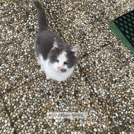 Picture of cat found at Guipavas