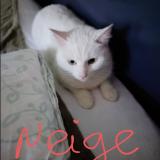 Picture of cat lost at Cognac 16100