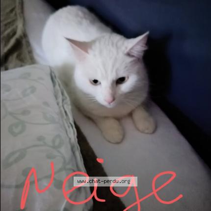 Photo 1/1 Neige Chat lost in Cognac 16100