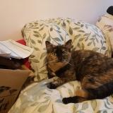 Picture of cat lost at Trebes