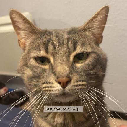 Photo 1/1 Kendji Chat lost in Marseille