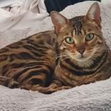 Picture of cat lost at Prevessin