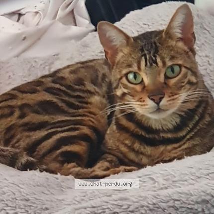 Photo 1/1 Duke Chat lost in Prevessin