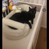 Picture of cat lost at Couzeix