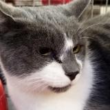 Picture of cat lost at Joue Les Tours