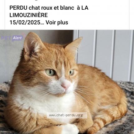 Photo 1/3 Onyx Chat lost in La limouziniere