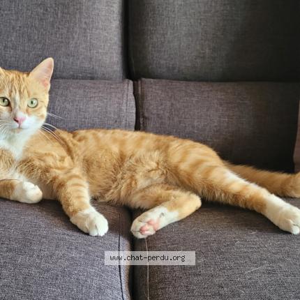 Photo 2/3 Onyx Chat lost in La limouziniere