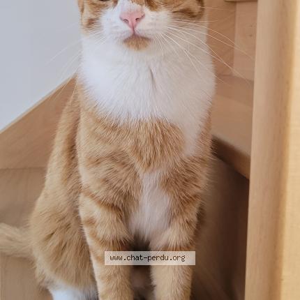 Photo 3/3 Onyx Chat lost in La limouziniere