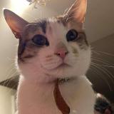 Picture of cat lost at Montfort Le Gesnois