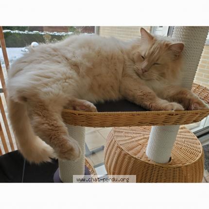 Foto 1/1 Kat teruggevonden Vermist in Mouscron