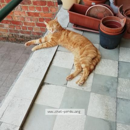 Foto 1/1 Kat teruggevonden Vermist in Anderlecht
