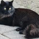 Picture of cat lost at Viols En Laval