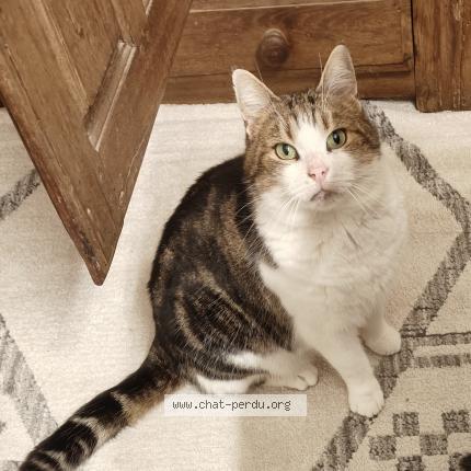 Foto van vermiste kat in Othee