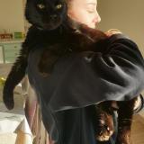 Picture of cat lost at Montfaucon En Velay