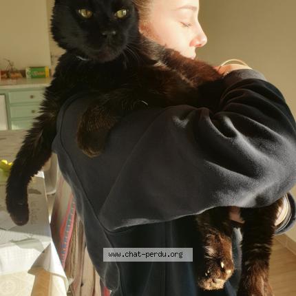 Photo 1/1 Ulysse Chat lost in Montfaucon en velay