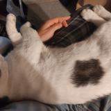 Picture of cat lost at Messanges