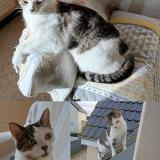 Picture of cat lost at Saulnieres