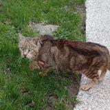 Picture of cat found at Saint Nazaire