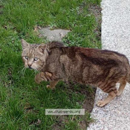 Photo 1/1 Found cat Found in Saint nazaire