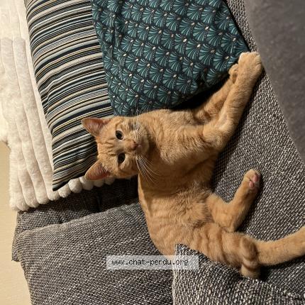 Foto 1/1 Wiedergefundene Katze Verloren in Lausanne