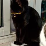 Picture of cat lost at Prayssac