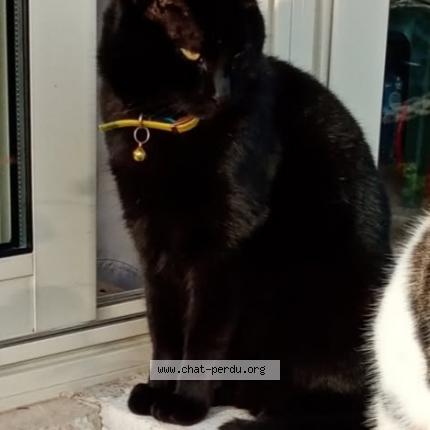 Photo 1/1 Reglisse Chat lost in Prayssac