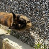 Picture of cat lost at Port De Bouc