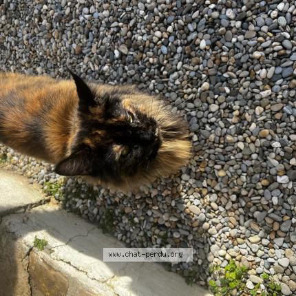Photo 1/1 Romy Chat lost in Port de bouc