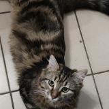 Picture of cat lost at Rosieres En Santerre