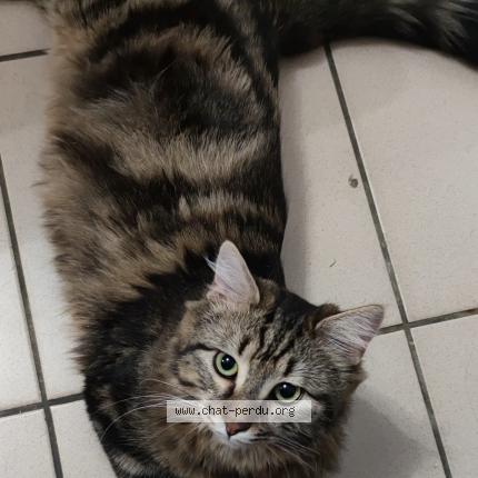 Photo 1/1 Chouchou Chat lost in Rosieres en santerre