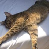 Picture of cat lost at Cernay