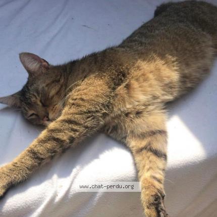 Photo 1/1 Tigrou Chat lost in Cernay