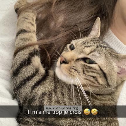 Photo 1/1 Cacahu&egrave;te Chat lost in Nantes