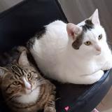 Picture of cat lost at Draguignan